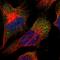 Ciliary Neurotrophic Factor antibody, HPA019654, Atlas Antibodies, Immunocytochemistry image 