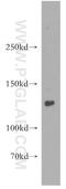 DNA Replication Helicase/Nuclease 2 antibody, 18727-1-AP, Proteintech Group, Western Blot image 