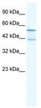 Potassium channel subfamily K member 10 antibody, TA338728, Origene, Western Blot image 