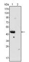 GATA Binding Protein 4 antibody, AM06352SU-N, Origene, Western Blot image 