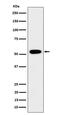 G-Rich RNA Sequence Binding Factor 1 antibody, M07576, Boster Biological Technology, Western Blot image 