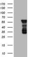 Basic Helix-Loop-Helix Family Member E41 antibody, TA806510S, Origene, Western Blot image 