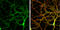 Neuroligin 3 antibody, GTX131085, GeneTex, Immunofluorescence image 