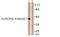 Aurora Kinase A antibody, LS-C117630, Lifespan Biosciences, Western Blot image 