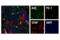 PYD And CARD Domain Containing antibody, 17507T, Cell Signaling Technology, Immunofluorescence image 
