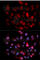 ABL Proto-Oncogene 1, Non-Receptor Tyrosine Kinase antibody, AP0002, ABclonal Technology, Immunofluorescence image 