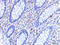 CD82 Molecule antibody, 4073, ProSci, Immunohistochemistry frozen image 