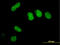 SURP And G-Patch Domain Containing 2 antibody, LS-C133627, Lifespan Biosciences, Immunofluorescence image 