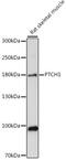 Patched 1 antibody, 15-720, ProSci, Western Blot image 