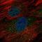 Golgi Transport 1B antibody, HPA055909, Atlas Antibodies, Immunocytochemistry image 