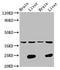 Limbic System Associated Membrane Protein antibody, LS-C670600, Lifespan Biosciences, Western Blot image 