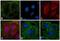 Rat IgG Isotype Control antibody, A18870, Invitrogen Antibodies, Immunofluorescence image 