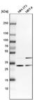Capping Actin Protein Of Muscle Z-Line Subunit Beta antibody, NBP1-85922, Novus Biologicals, Western Blot image 