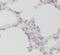 Interleukin 1 Beta antibody, FNab04209, FineTest, Immunohistochemistry frozen image 