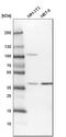 Methylenetetrahydrofolate Dehydrogenase (NADP+ Dependent) 2 Like antibody, HPA035434, Atlas Antibodies, Western Blot image 