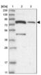 Sodium- and chloride-dependent betaine transporter antibody, NBP1-88641, Novus Biologicals, Western Blot image 