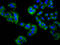 MAGUK p55 subfamily member 3 antibody, LS-C680881, Lifespan Biosciences, Immunofluorescence image 