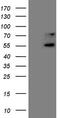 Upstream-binding protein 1 antibody, M06879, Boster Biological Technology, Western Blot image 