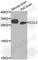 C-C Motif Chemokine Ligand 3 antibody, A7568, ABclonal Technology, Western Blot image 