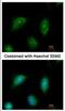 C2 Calcium Dependent Domain Containing 2 antibody, NBP2-15647, Novus Biologicals, Immunofluorescence image 