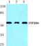 Cytochrome P450 Family 2 Subfamily D Member 6 antibody, GTX66736, GeneTex, Western Blot image 