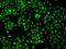 Zinc Finger Protein 205 antibody, 205504-T02, Sino Biological, Immunohistochemistry paraffin image 