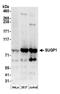 SURP And G-Patch Domain Containing 1 antibody, A304-675A, Bethyl Labs, Western Blot image 