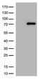 Protein Kinase C antibody, TA813398S, Origene, Western Blot image 