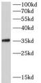 Serine/arginine-rich splicing factor 7 antibody, FNab07792, FineTest, Western Blot image 