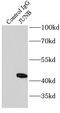 JunB Proto-Oncogene, AP-1 Transcription Factor Subunit antibody, FNab04455, FineTest, Immunoprecipitation image 