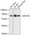 Methionine aminopeptidase 2 antibody, A03648, Boster Biological Technology, Western Blot image 