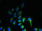 Zinc Finger DHHC-Type Containing 20 antibody, LS-C395370, Lifespan Biosciences, Immunofluorescence image 