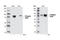 STAT3 antibody, 9145P, Cell Signaling Technology, Western Blot image 