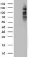 Progesterone Receptor antibody, TA802702S, Origene, Western Blot image 