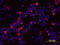 IL-6 antibody, MAB686, R&D Systems, Immunofluorescence image 