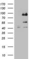  antibody, LS-C339807, Lifespan Biosciences, Western Blot image 