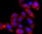 Plasminogen Activator, Tissue Type antibody, NBP2-67279, Novus Biologicals, Immunocytochemistry image 