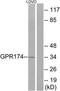 Probable G-protein coupled receptor 174 antibody, TA315928, Origene, Western Blot image 
