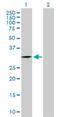 Zinc Finger Protein 397 antibody, H00084307-D01P, Novus Biologicals, Western Blot image 