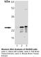 Superoxide Dismutase 2 antibody, LS-B3694, Lifespan Biosciences, Western Blot image 