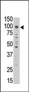 MAGE Family Member D1 antibody, AP13141PU-N, Origene, Western Blot image 