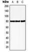 HMG-Box Transcription Factor 1 antibody, GTX32290, GeneTex, Western Blot image 