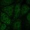 Cysteine desulfurase, mitochondrial antibody, HPA051801, Atlas Antibodies, Immunofluorescence image 