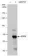 ZFP57 Zinc Finger Protein antibody, GTX631716, GeneTex, Western Blot image 