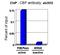 CREB Binding Protein antibody, ab2832, Abcam, Chromatin Immunoprecipitation image 