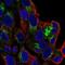 Solute Carrier Family 6 Member 4 antibody, NBP2-57729, Novus Biologicals, Immunofluorescence image 