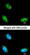 NOP2/Sun RNA Methyltransferase 6 antibody, orb74297, Biorbyt, Immunofluorescence image 