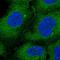 Ataxin-10 antibody, HPA049531, Atlas Antibodies, Immunofluorescence image 