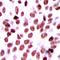 Proline-rich protein BCA3 antibody, LS-C368847, Lifespan Biosciences, Immunohistochemistry frozen image 