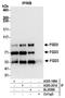 FYVE, RhoGEF And PH Domain Containing 3 antibody, A305-198A, Bethyl Labs, Immunoprecipitation image 